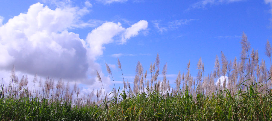 caña de azúcar