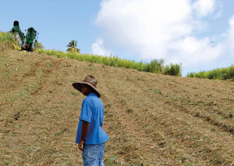 Rhum et développement durable Rhum et développement durable