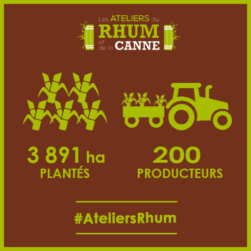 Les ateliers du Rhum et de la Canne - surface plantée