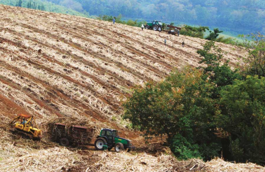 rhums agricoles - Canne à sucre
