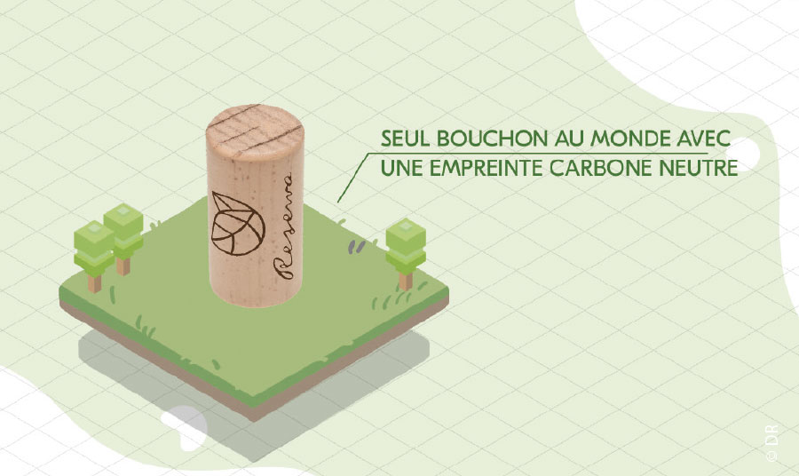 Développement durable : Canne à sucre