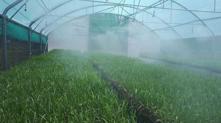Depaz plantation