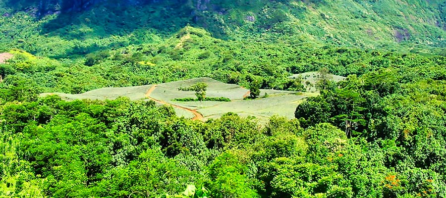 Manutea