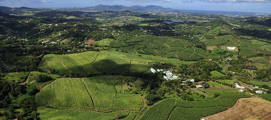 canne à sucre martinique