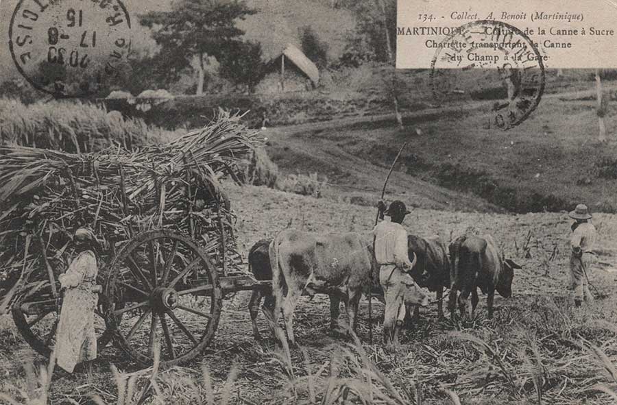 contingent rhum