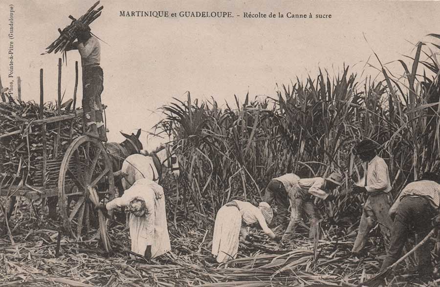 contingent rhum