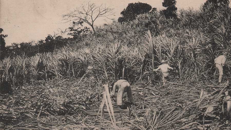 contingent rhum