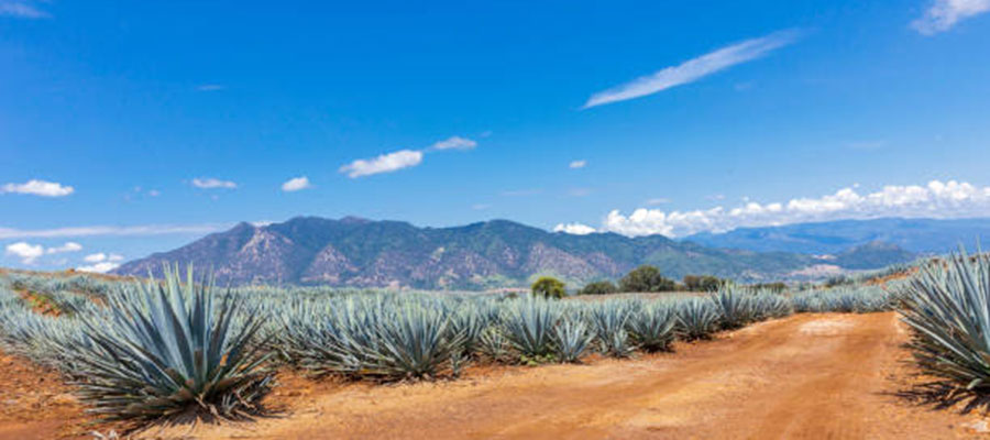 Viva Agave !