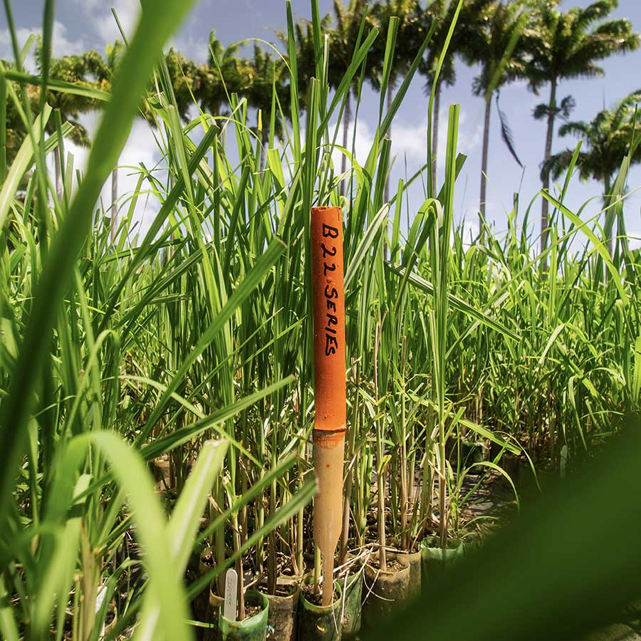 Stade’s Rum Stade’s Rum