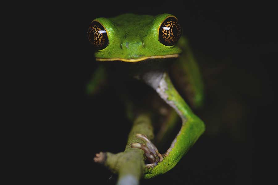 Caribaea Initiative Caribaea Initiative