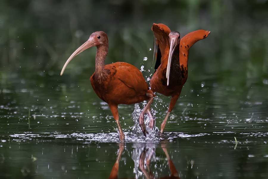 Caribaea Initiative Caribaea Initiative