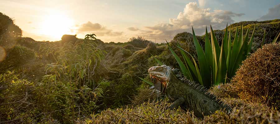 Caribaea Initiative Caribaea Initiative