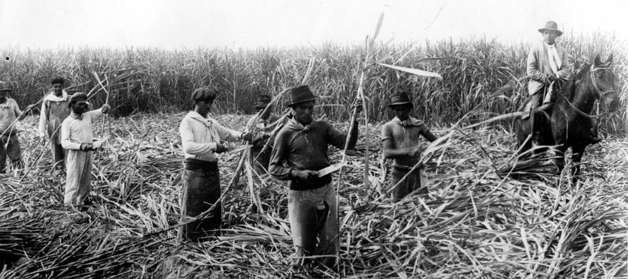 rhum mexicain rhum mexicain